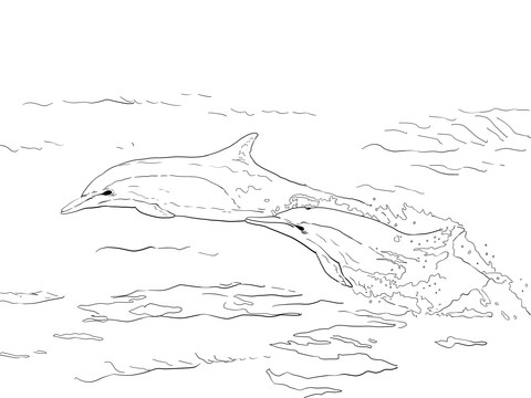 Long Beaked Common Dolphins Coloring Page